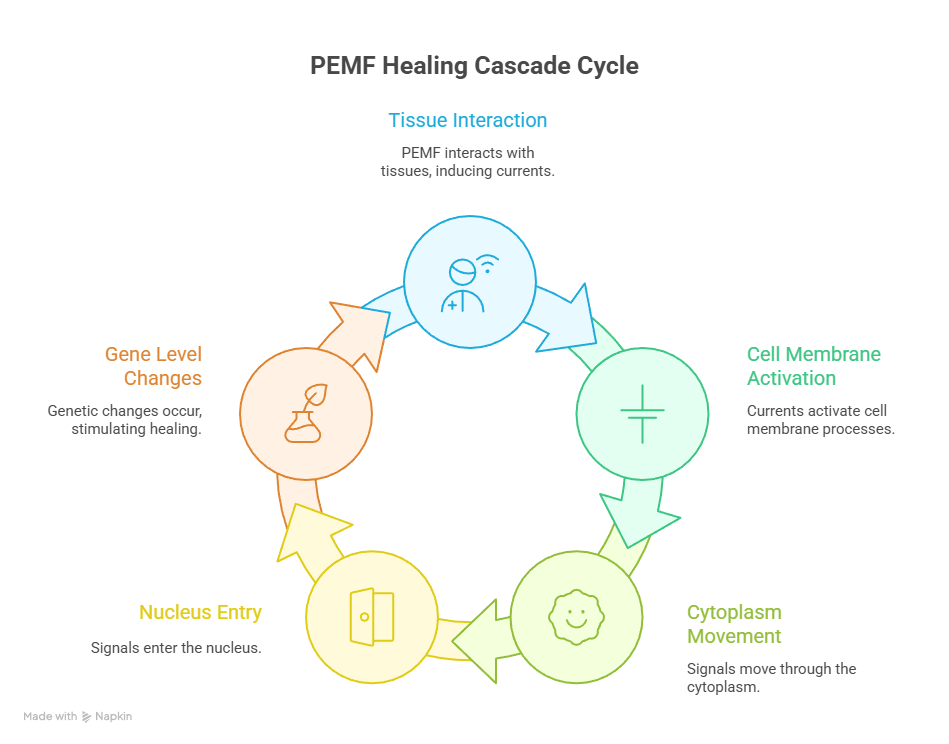From Cell Membrane to Gene Level The Healing Cascade