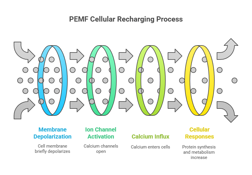 The PEMF Effect Recharging Cellular Batteries